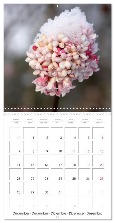 Produktbild: Arbres et arbustes la floraison (Calendrier mural carr&eacute; 2026 30x30 cm) Calendrier double avec une page pour vos prises de notes