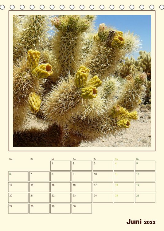 Produktbild: Wilde Kakteen Amerikas (Tischkalender 2022 DIN A5 hoch)