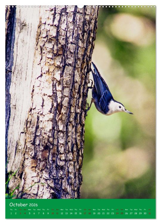 Produktbild: Our wild nature, American birds (High Quality Premium Wall Calendar 2026 DIN A2 portrait),CALVENDO 12 Month Wall Calendar
