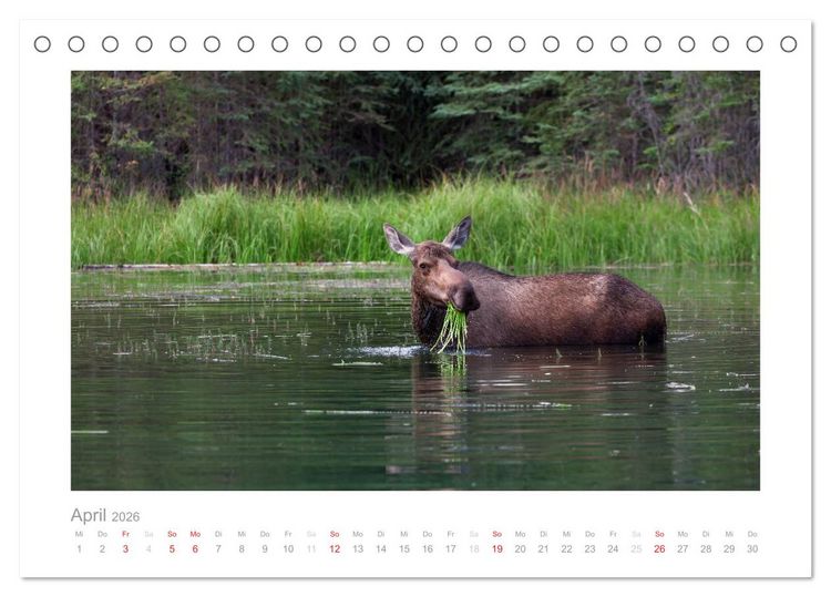 Produktbild: Alaska 2026 (Tischkalender 2026 DIN A5 quer), CALVENDO Monatskalender