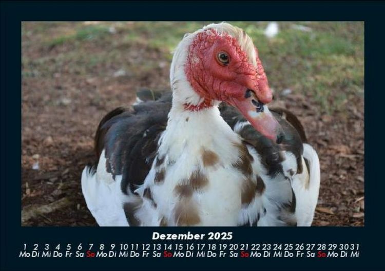 Produktbild: Welt der V&ouml;gel 2025 Fotokalender DIN A5