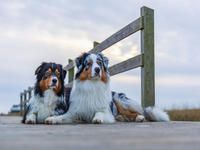 Produktbild: CALVENDO Puzzle Auf dem Holzsteg 1000 Teile Lege-Gr&ouml;&szlig;e 640 x 480 cm Foto-Puzzle Bild von Annett Mirsberger