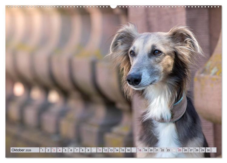 Produktbild: Elegante Silken Windsprite (Wandkalender 2026 DIN A2 quer), CALVENDO Monatskalender