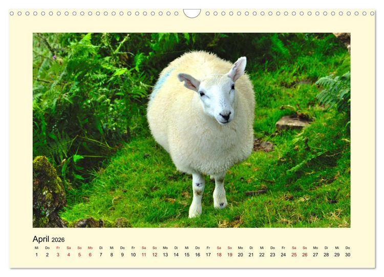 Produktbild: Wild, aber knuffig! (Wandkalender 2026 DIN A3 quer), CALVENDO Monatskalender