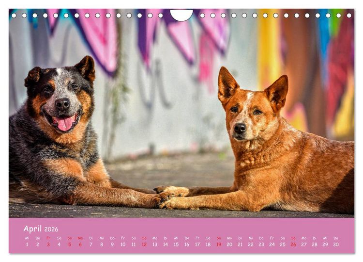 Produktbild: Hunde und Graffiti (Wandkalender 2026 DIN A4 quer), CALVENDO Monatskalender
