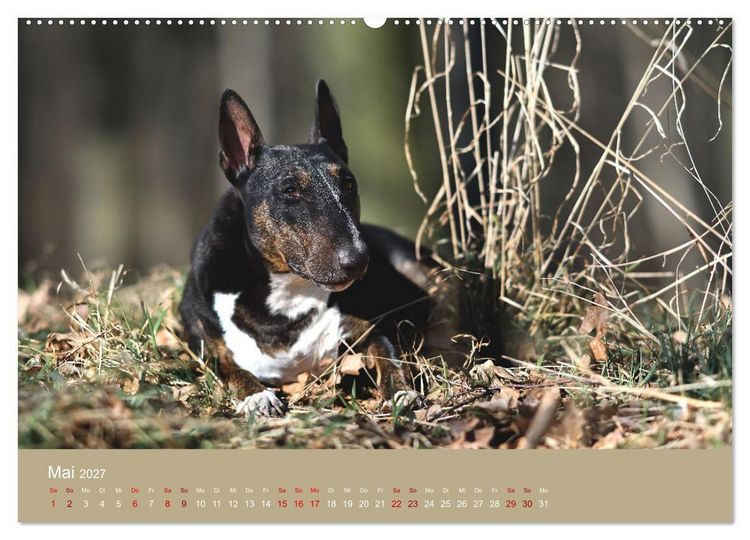 Produktbild: Fantastische Bullterrier - Sieger im Herzen (Wandkalender 2027 DIN A2 quer), CALVENDO Monatskalender
