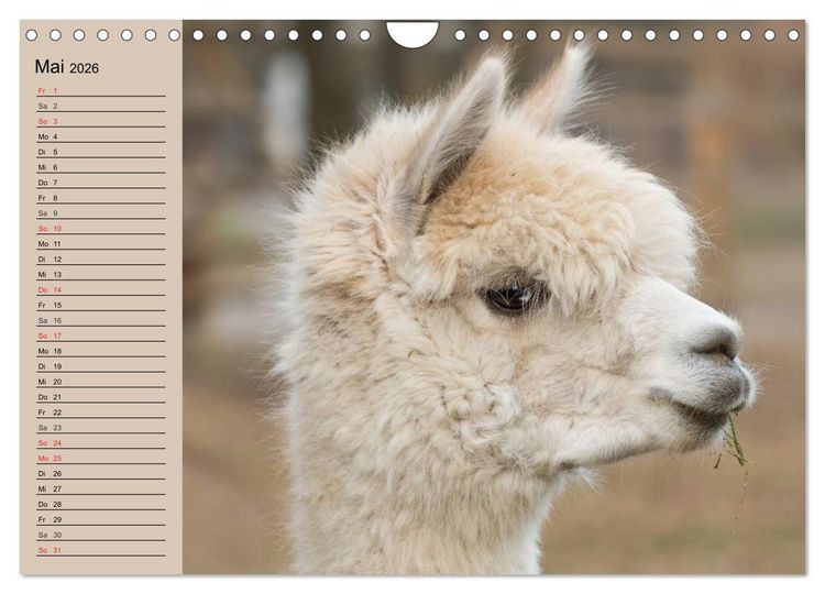 Produktbild: Alpakas und Lamas (Wandkalender 2026 DIN A4 quer), CALVENDO Monatskalender