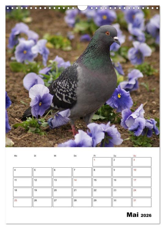 Produktbild: Tauben Terminplaner (Wandkalender 2026 DIN A3 hoch), CALVENDO Monatskalender