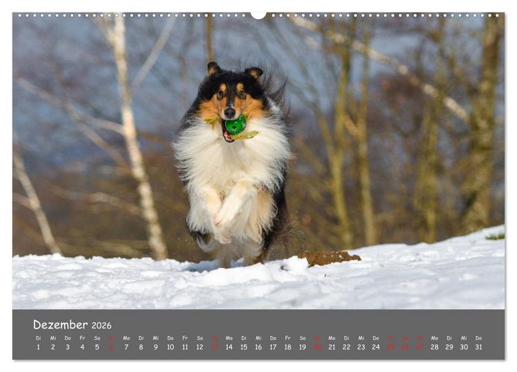 Produktbild: Einmal Collie - immer Collie (Wandkalender 2026 DIN A2 quer), CALVENDO Monatskalender