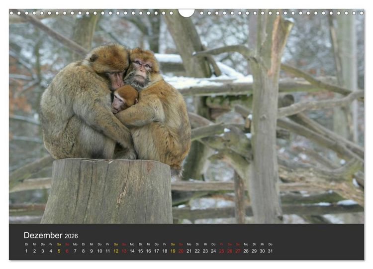 Produktbild: Tierpark-Gera (Wandkalender 2026 DIN A3 quer), CALVENDO Monatskalender