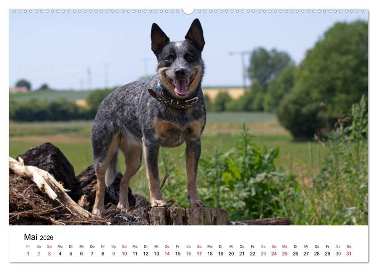 Produktbild: Faszinierende Australian Cattle Dogs (Wandkalender 2026 DIN A2 quer), CALVENDO Monatskalender