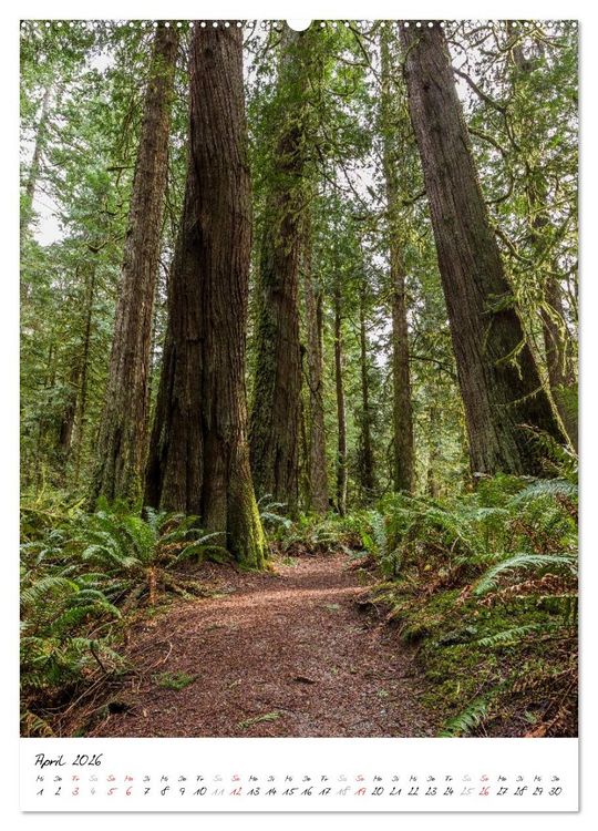 Produktbild: Weltnaturerbe Olympic National Park (hochwertiger Premium Wandkalender 2026 DIN A2 hoch), Kunstdruck in Hochglanz