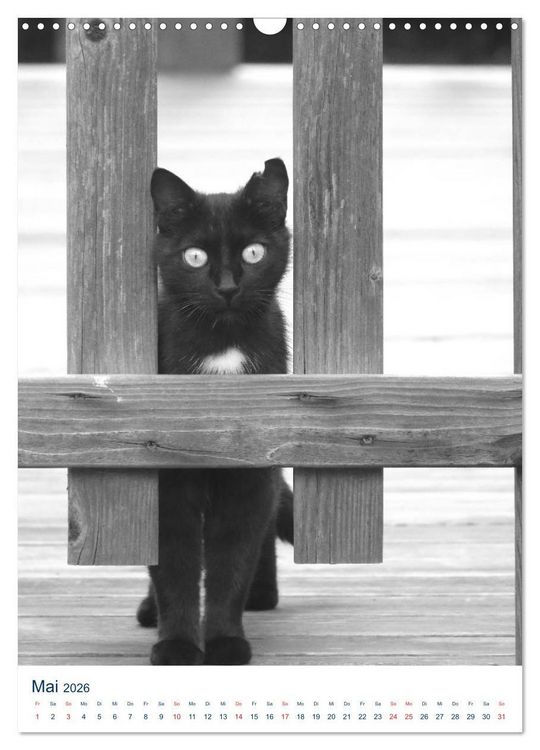 Produktbild: Wilde Katzen - Korsikas Samtpfoten (Wandkalender 2026 DIN A3 hoch), CALVENDO Monatskalender