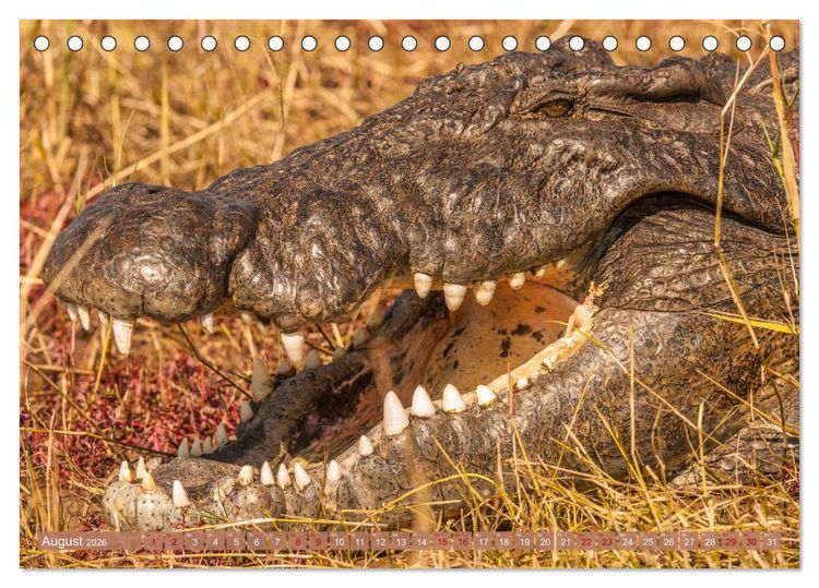 Produktbild: Chobe River - Eine spannende Flussfahrt in Botswana (Tischkalender 2026 DIN A5 quer), CALVENDO Monatskalender
