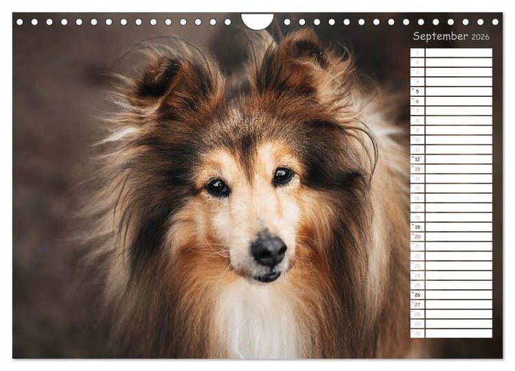 Produktbild: Shetland Sheepdogs Blacky, Anry, Mojo 2026 (Wandkalender 2026 DIN A4 quer), CALVENDO Monatskalender
