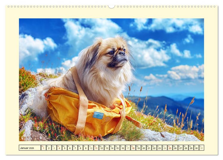 Produktbild: Zauberhafte Pekinesen. Charmante und stolze Hunde zum Verlieben (Wandkalender 2026 DIN A2 quer), CALVENDO Monatskalender