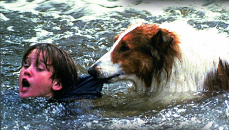 Produktbild: Lassie