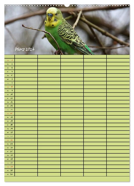 Produktbild: Der Wellensittich-Familienplaner (hochwertiger Premium Wandkalender 2026 DIN A2 hoch), Kunstdruck in Hochglanz