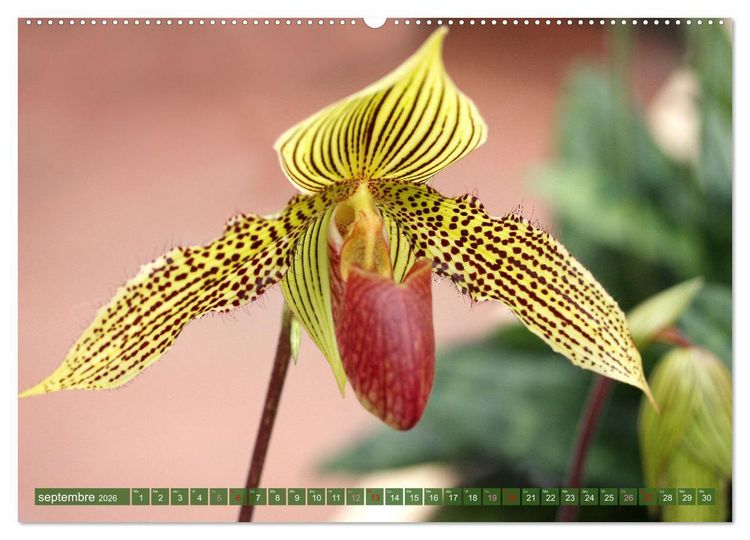 Produktbild: Orchid&eacute;es merveilleuses (Calendrier mural 2026 DIN A2 vertical), CALVENDO calendrier mensuel