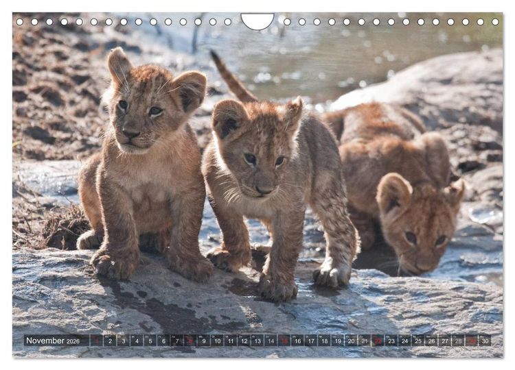 Produktbild: Raubkatzen Afrikas (Wandkalender 2026 DIN A4 quer), CALVENDO Monatskalender