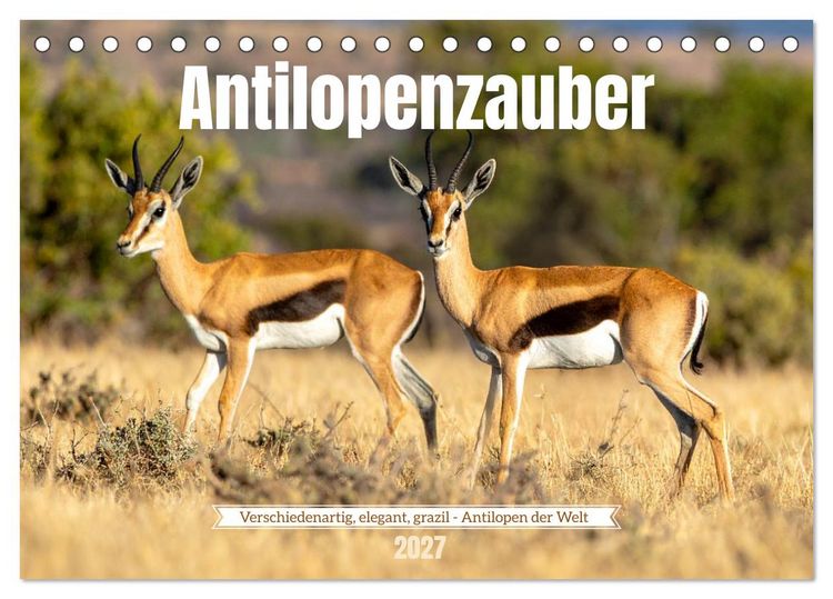 Produktbild: Antilopenzauber (Tischkalender 2027 DIN A5 quer), CALVENDO Monatskalender