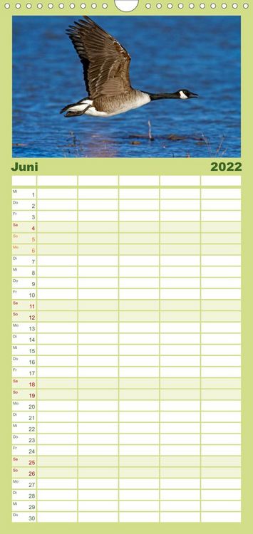 Produktbild: KANADA-GANS - Der 'hupende' Vogel - Familienplaner hoch (Wandkalender 2022 , 21 cm x 45 cm, hoch)