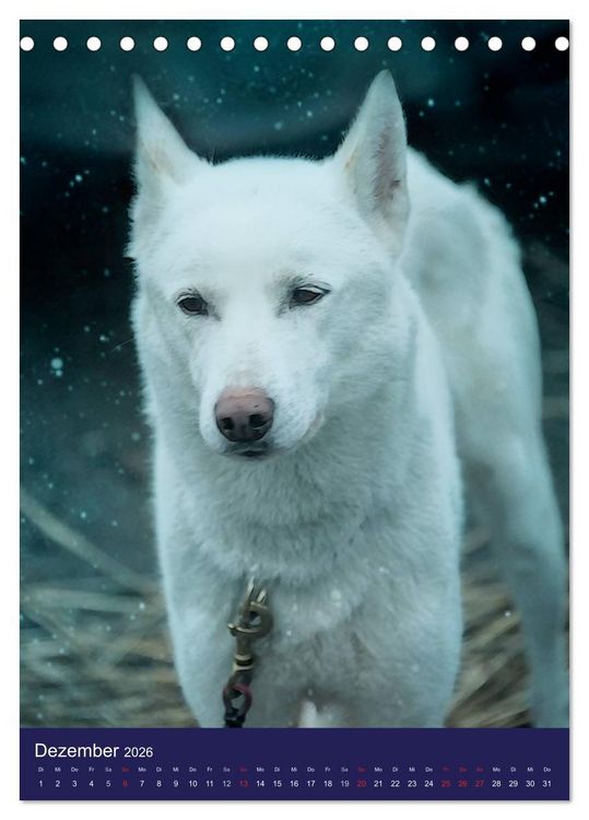 Produktbild: Huskies - Artwork (Tischkalender 2026 DIN A5 hoch), CALVENDO Monatskalender