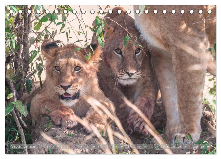 Produktbild: L&ouml;wen - Raubkatzen Afrikas (Tischkalender 2026 DIN A5 quer), CALVENDO Monatskalender