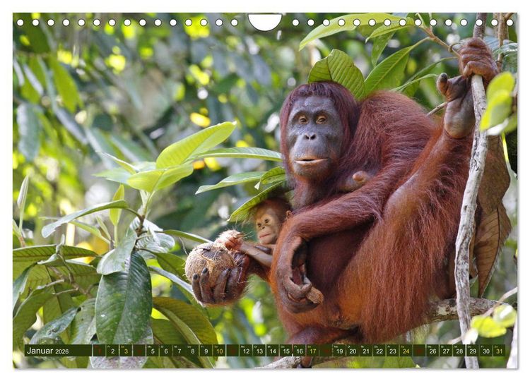 Produktbild: Borneo - Tierparadies Regenwald (Wandkalender 2026 DIN A4 quer), CALVENDO Monatskalender