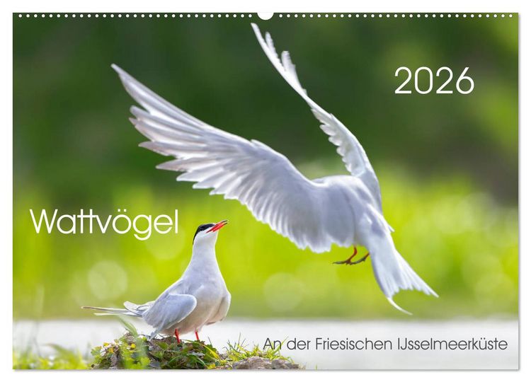 Produktbild: Wattv&ouml;gel an der Friesischen IJsselmeerk&uuml;ste (Wandkalender 2026 DIN A2 quer), CALVENDO Monatskalender