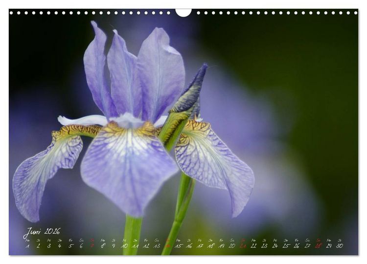 Produktbild: Bl&uuml;tenzauber in meinem Garten (Wandkalender 2026 DIN A3 quer), CALVENDO Monatskalender