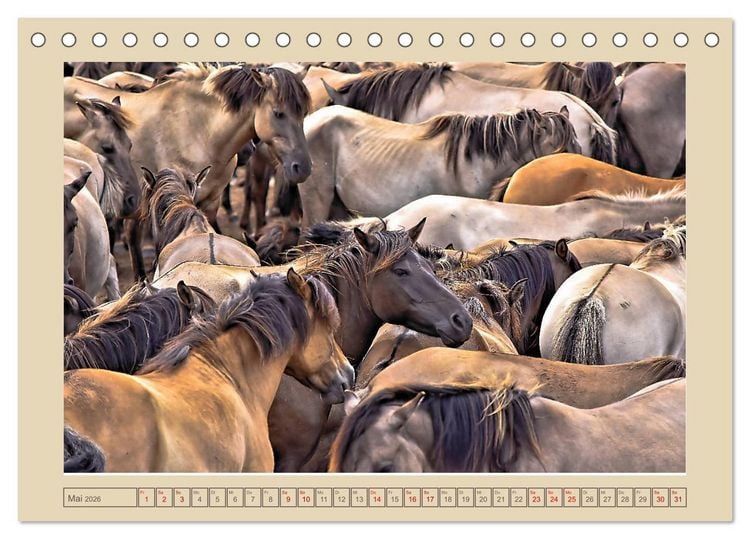 Produktbild: D&uuml;lmener Wildpferde im M&uuml;nsterland (Tischkalender 2026 DIN A5 quer), CALVENDO Monatskalender