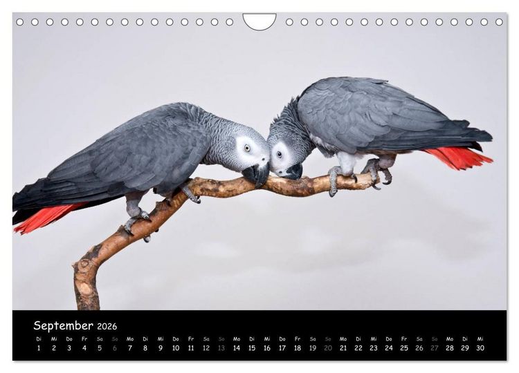Produktbild: Graupapageien mit Herz (Wandkalender 2026 DIN A4 quer), CALVENDO Monatskalender