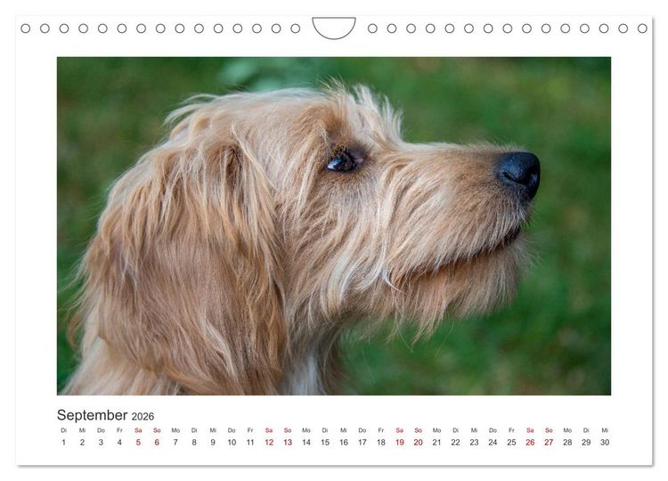 Produktbild: Mini Goldendoodle - Gl&uuml;ck ist ein Hund (Wandkalender 2026 DIN A4 quer), CALVENDO Monatskalender
