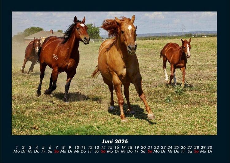 Produktbild: Die Welt der Pferde 2026 Fotokalender DIN A4