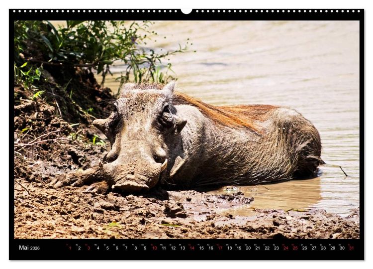 Produktbild: S&Uuml;DAFRIKA Augenblicke (Wandkalender 2026 DIN A2 quer), CALVENDO Monatskalender