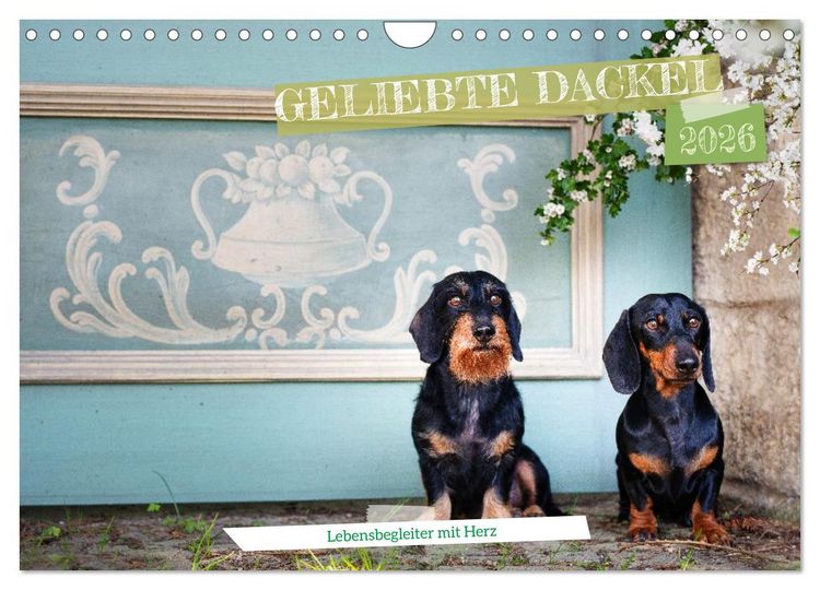 Produktbild: Geliebte Dackel (Wandkalender 2026 DIN A4 quer), CALVENDO Monatskalender