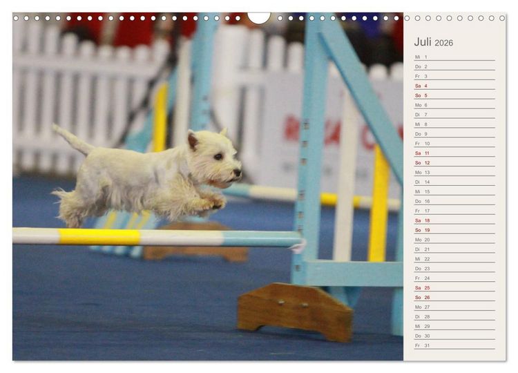 Produktbild: West Highland White Terrier - Selbstbewustes Powerpaket - der Westie (Wandkalender 2026 DIN A3 quer), CALVENDO Monatskalender