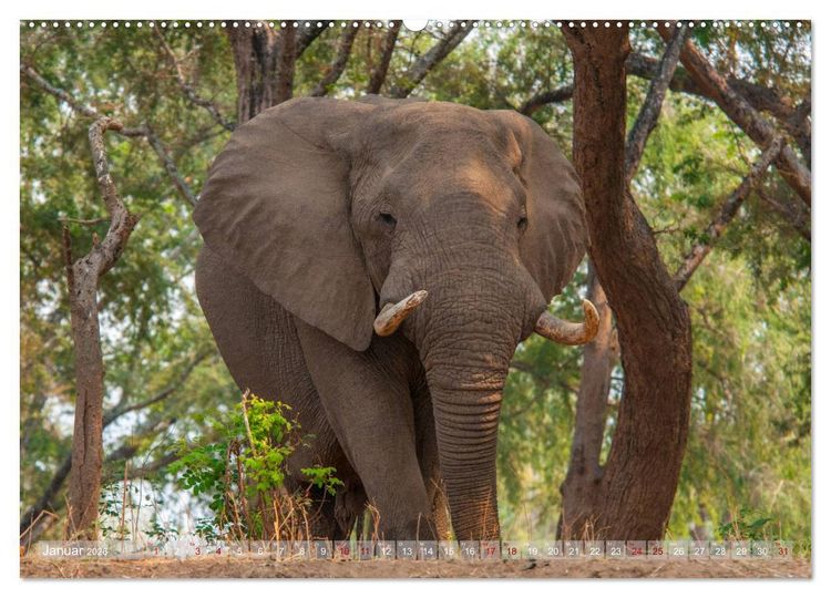 Produktbild: Elefanten in Afrika - Die mit den gro&szlig;en Ohren (hochwertiger Premium Wandkalender 2026 DIN A2 quer), Kunstdruck in Hochglanz