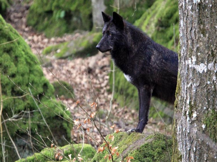 Produktbild: CALVENDO Puzzle Wolf - Timberwolf | 1000 Teile Lege-Gr&ouml;&szlig;e 64x48cm Foto-Puzzle f&uuml;r gl&uuml;ckliche Stunden