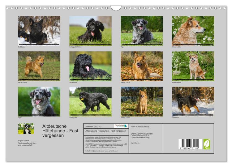 Produktbild: Altdeutsche H&uuml;tehunde - Fast vergessen (Wandkalender 2026 DIN A3 quer), CALVENDO Monatskalender