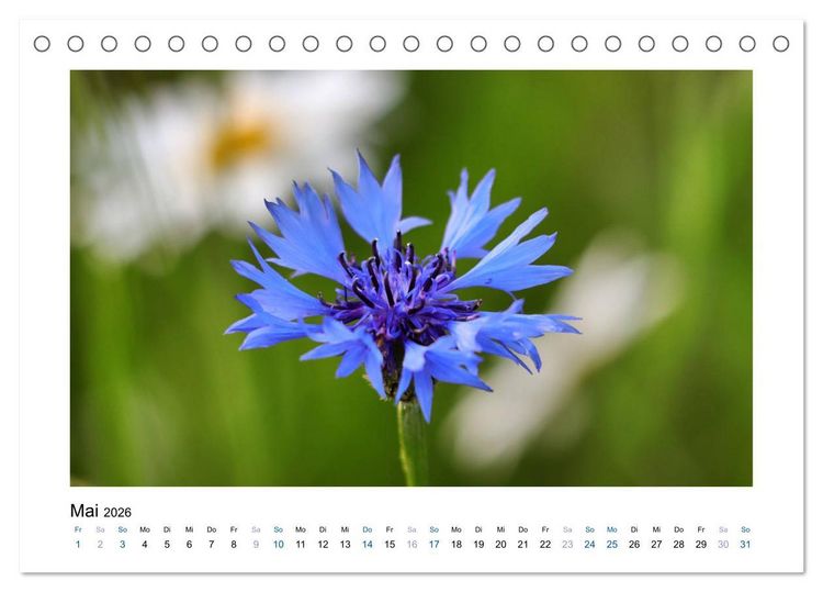 Produktbild: Kornblumen - Blaue Sch&ouml;nheiten (Tischkalender 2026 DIN A5 quer), CALVENDO Monatskalender
