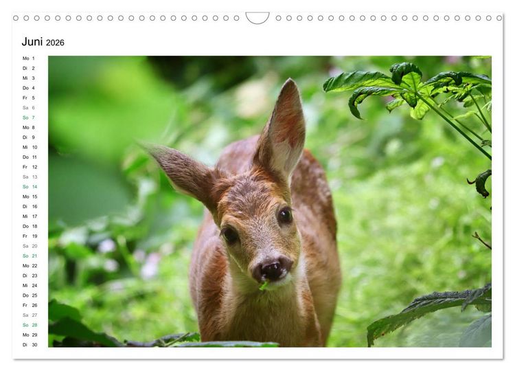 Produktbild: Rehkitze, zierliche Sch&ouml;nheiten mit gro&szlig;en, sanften Augen (Wandkalender 2026 DIN A3 quer), CALVENDO Monatskalender
