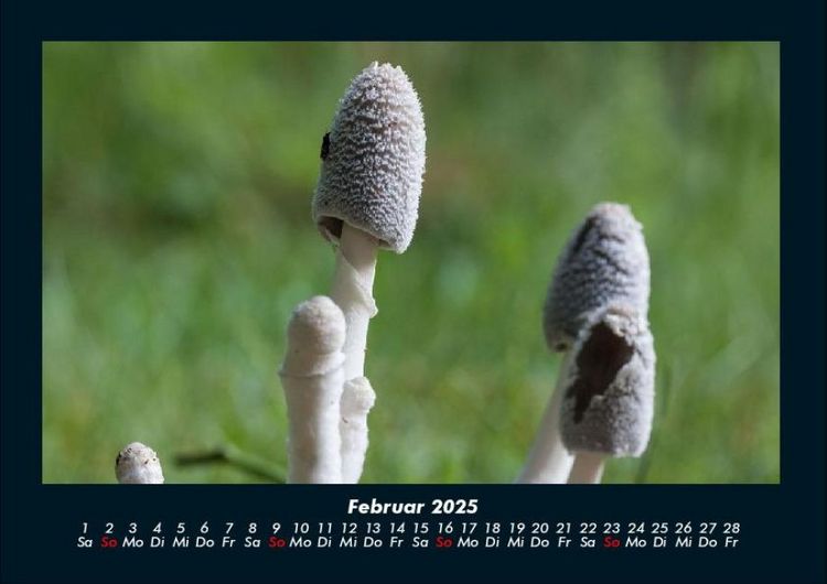 Produktbild: Pilzkalender 2025 Fotokalender DIN A4
