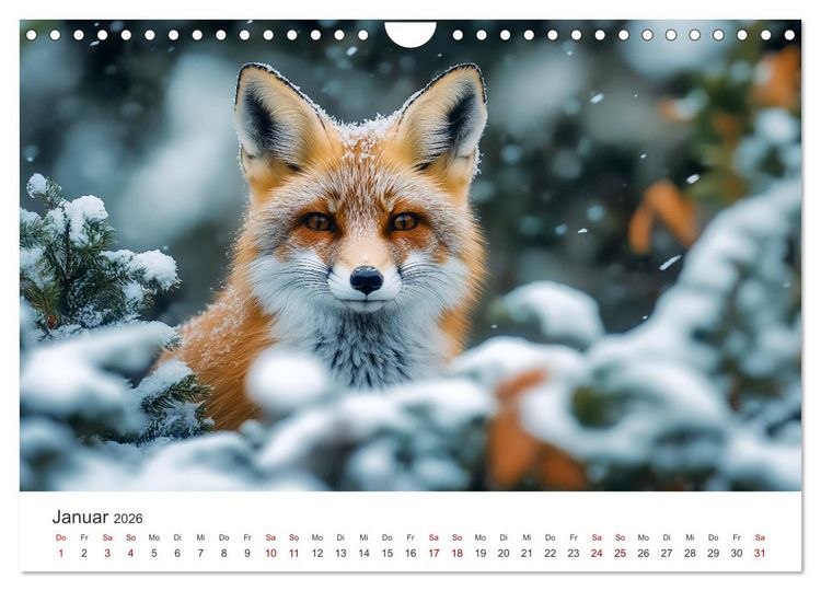 Produktbild: Wild und weich - Die zauberhafte Welt der Rotf&uuml;chse (Wandkalender 2026 DIN A4 quer), CALVENDO Monatskalender