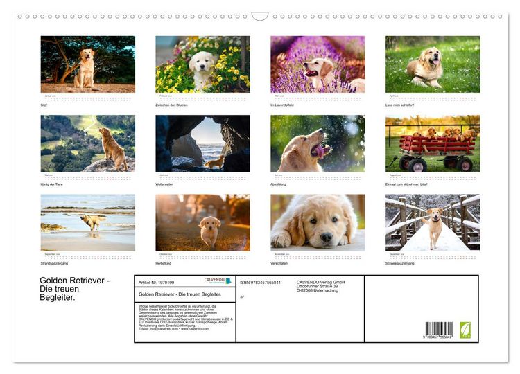 Produktbild: Golden Retriever - Die treuen Begleiter. (Wandkalender 2026 DIN A2 quer), CALVENDO Monatskalender