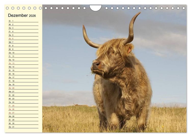 Produktbild: Gl&uuml;ckliche K&uuml;he auf saftigen Wiesen (Wandkalender 2026 DIN A4 quer), CALVENDO Monatskalender