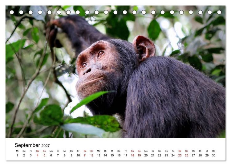 Produktbild: UGANDA - Berggorillas & Chimps (Tischkalender 2027 DIN A5 quer), CALVENDO Monatskalender
