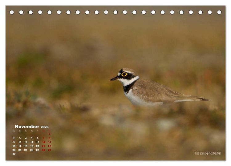 Produktbild: Wattv&ouml;gel an der Friesischen IJsselmeerk&uuml;ste (Tischkalender 2026 DIN A5 quer), CALVENDO Monatskalender