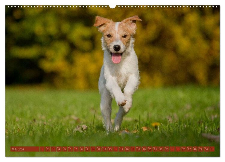 Produktbild: Faszination Hund (Wandkalender 2026 DIN A2 quer), CALVENDO Monatskalender
